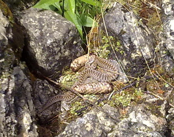 Salamandra atra aurorae e erpetofauna